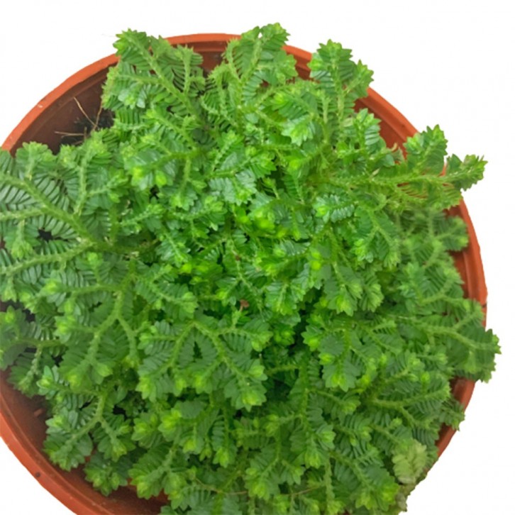 Selaginella Jori