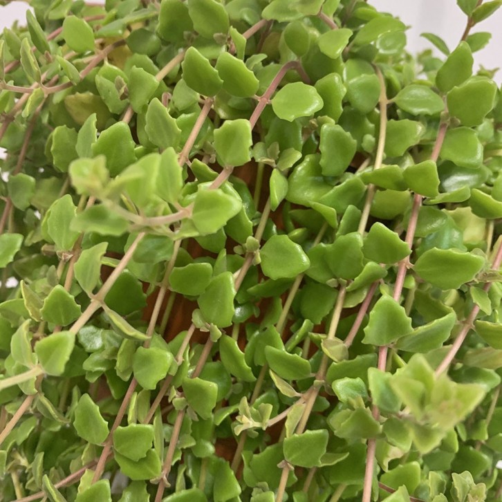 Plectranthus Prostratus Gürke (Pillow Plant)