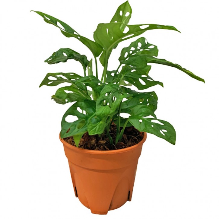 Monstera Adansonii