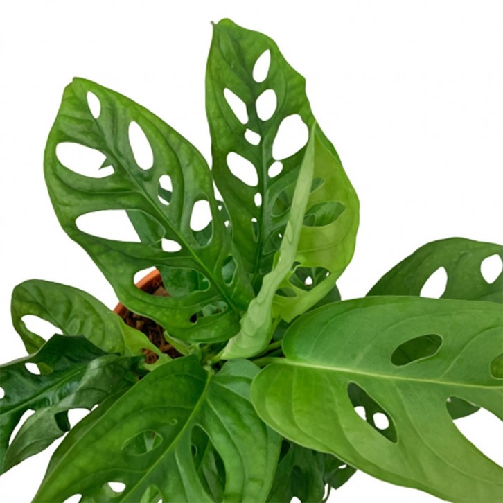 Monstera Adansonii