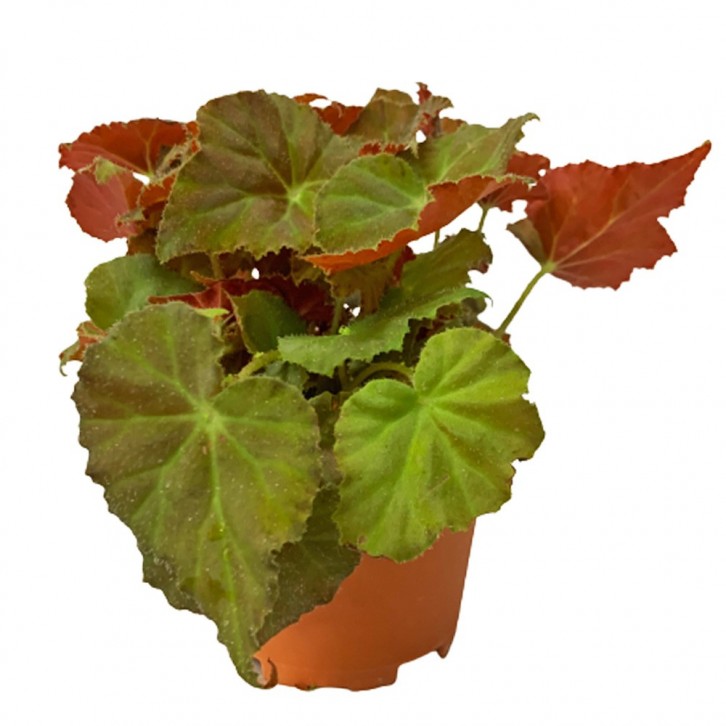 Rex Begonia