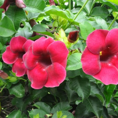Allamanda