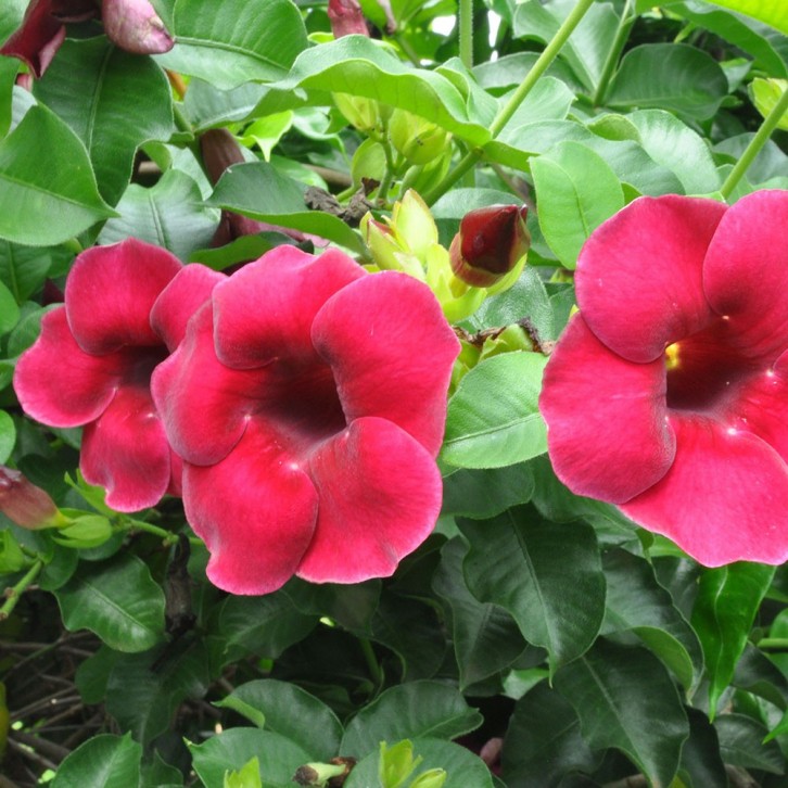 Allamanda