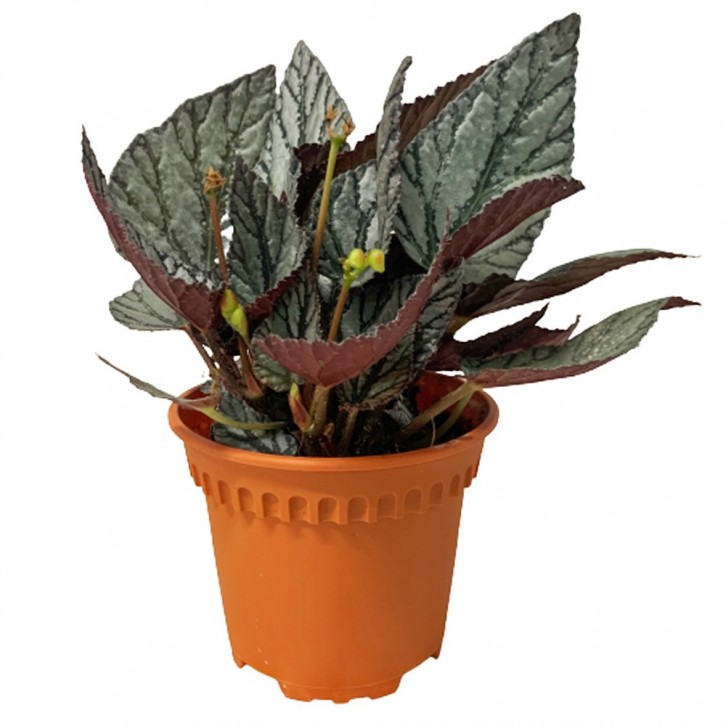 Rex Begonia