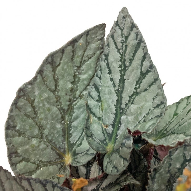 Rex Begonia