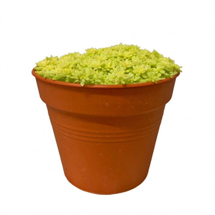 Sedum Mexicanum (Stonecrop)