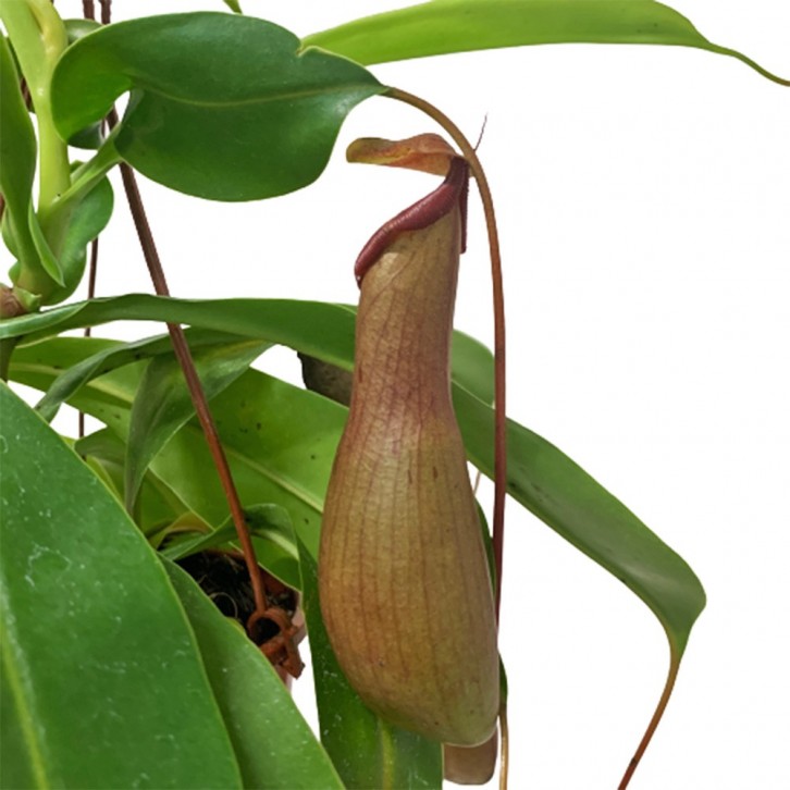 Nepenthes (Hanging Asian Pitcher Plant)