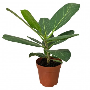 Ficus Benghalensis (Indian Banyan)