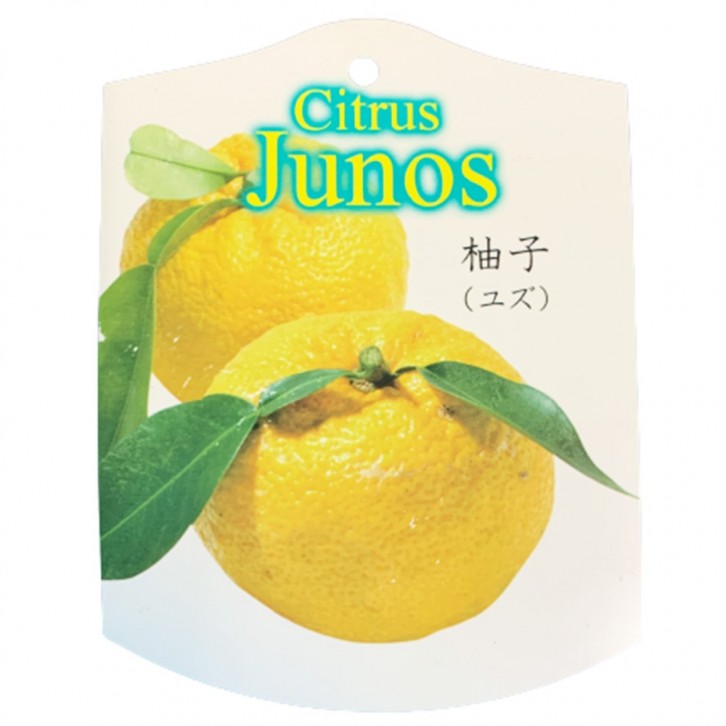 Yuzu 柚子 ゆず Citrus Junos (JAPAN)