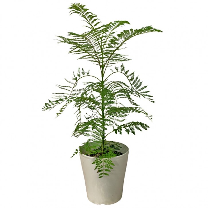 Jacaranda Mimosifolia