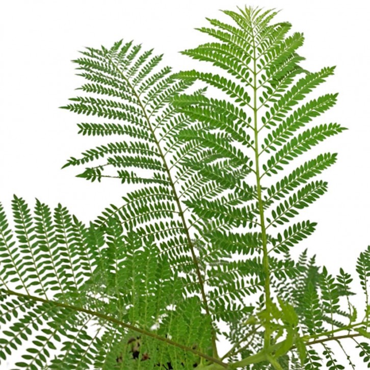 Jacaranda Mimosifolia