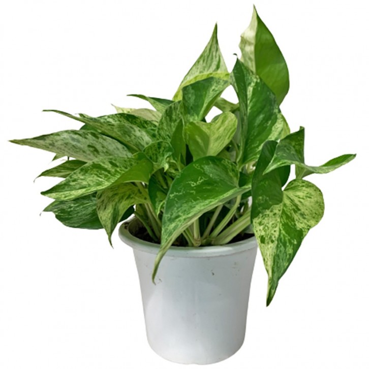 Epipremnum Marble Queen (Money Plant)