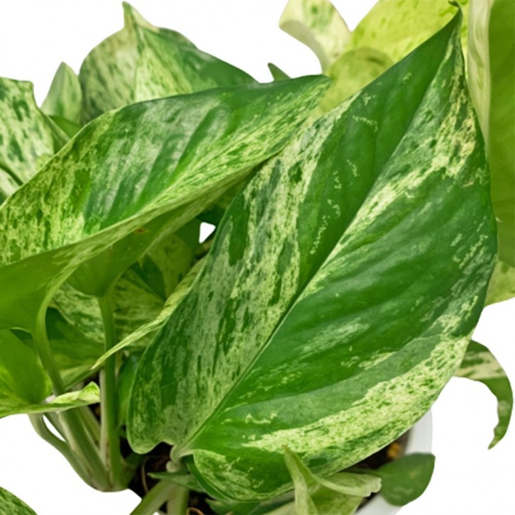 Epipremnum Marble Queen (Money Plant)