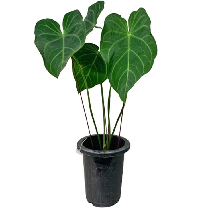 Anthurium Magnificum