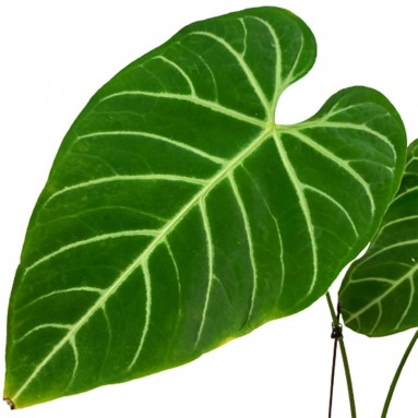 Anthurium Regale
