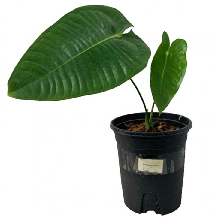 Anthurium Veitchii