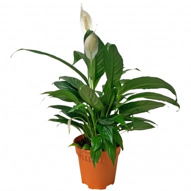 Spathiphyllum Lancifolium 和平百合 (Peace Lily)