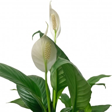 Spathiphyllum Lancifolium 和平百合 (Peace Lily)