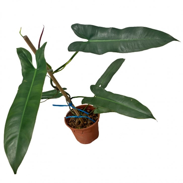 Philodendron Billietiae x Atabapoense