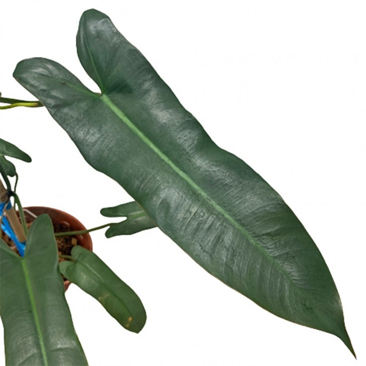 Philodendron Billietiae x Atabapoense