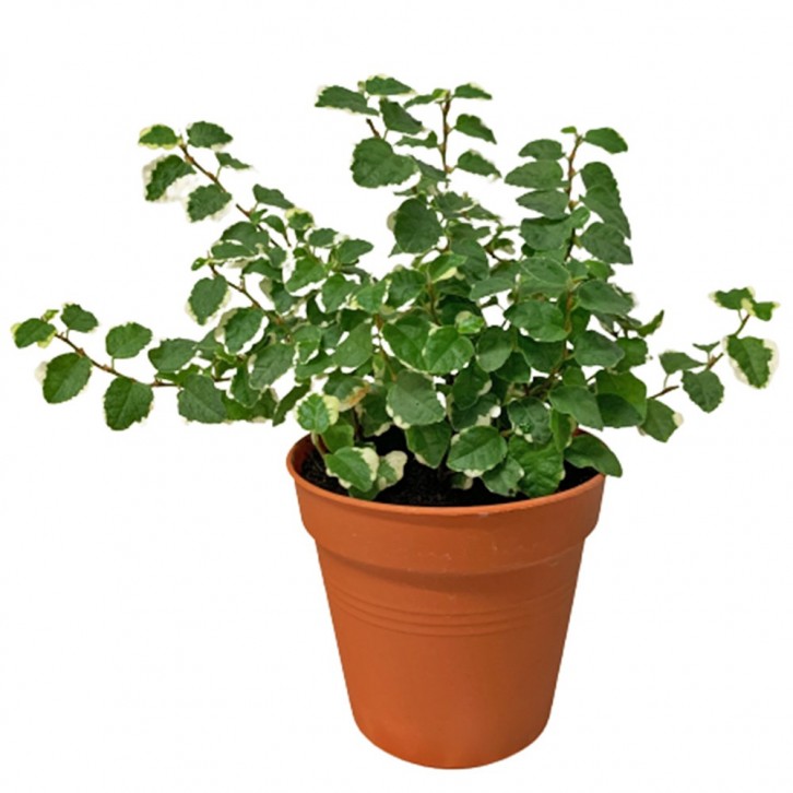 Ficus Pumila 'White Sunny' Variegata