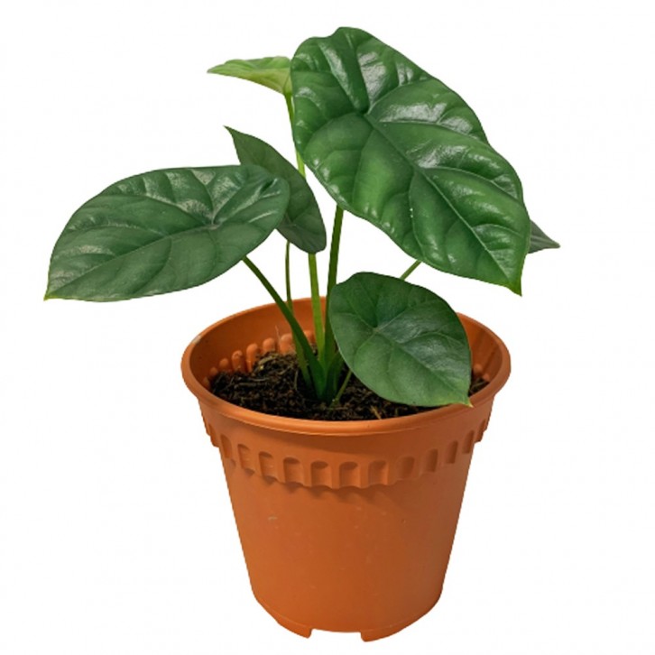 Alocasia Sinuata