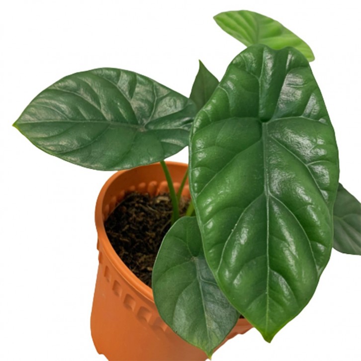 Alocasia Sinuata