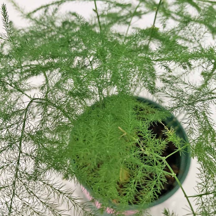 Asparagus Fern (Asparagus Setaceus)
