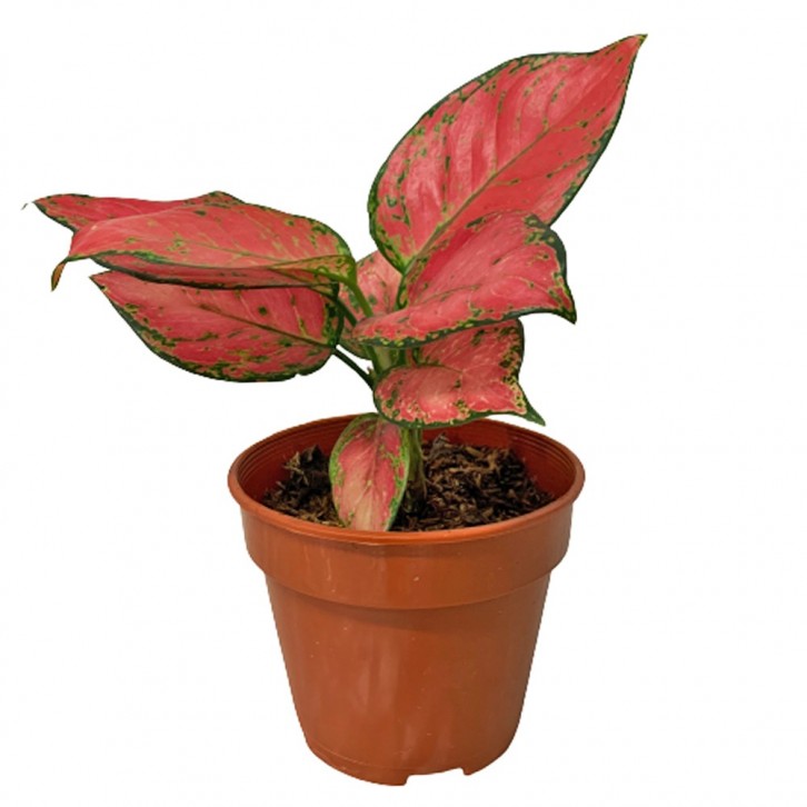 Aglaonema 'Lady Valentine'