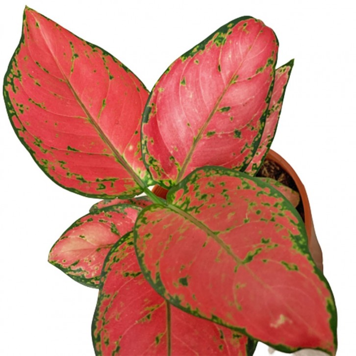 Aglaonema 'Lady Valentine'