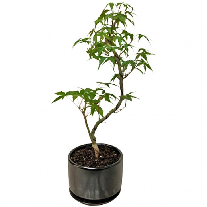 Japanese Maple (Acer Palmatum)