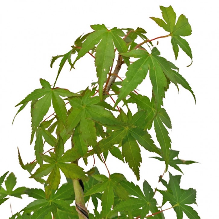 Japanese Maple (Acer Palmatum)