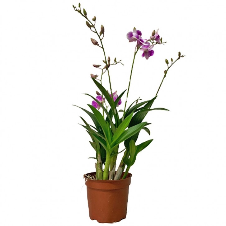 Mini Dendrobium orchid