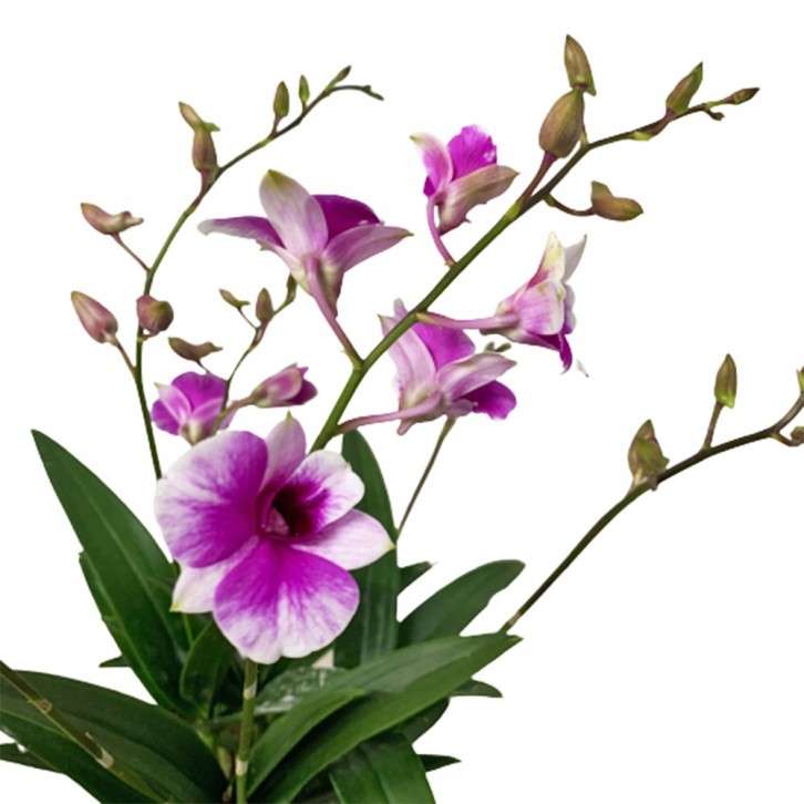 Mini Dendrobium orchid