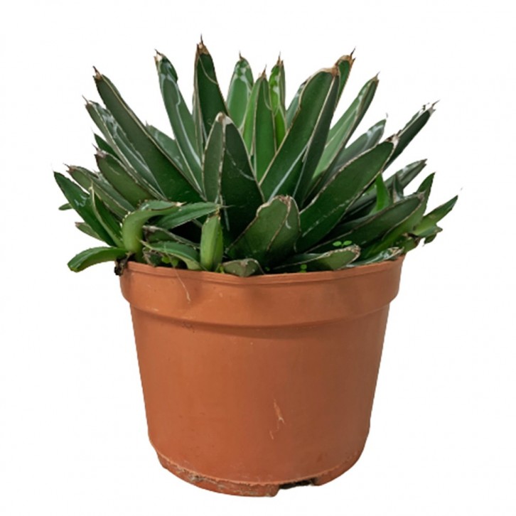 Agave Victoriae Reginae (Queen Victoria Agave)