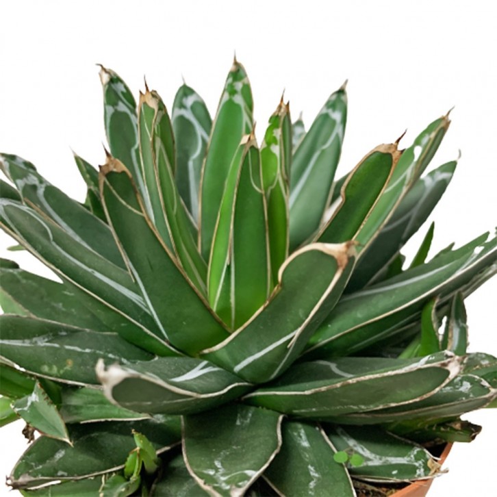 Agave Victoriae Reginae (Queen Victoria Agave)