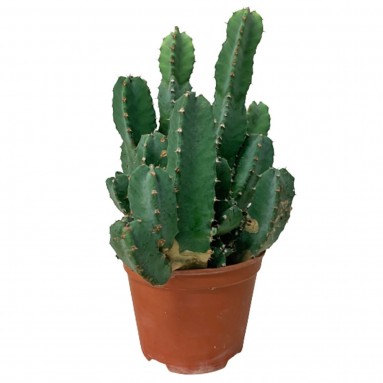 Euphorbia Resinifera