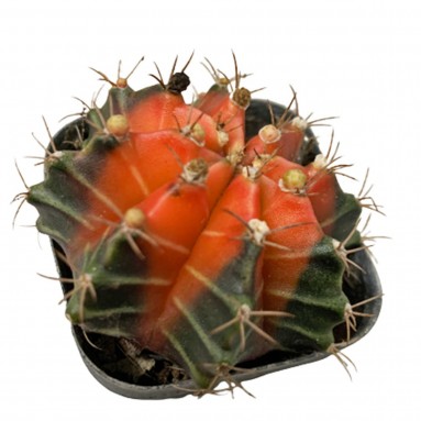 Gymnocalycium Mihanovichii Variegata