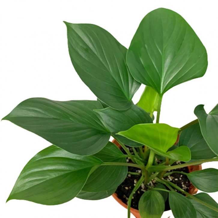 Homalomena Green Gem