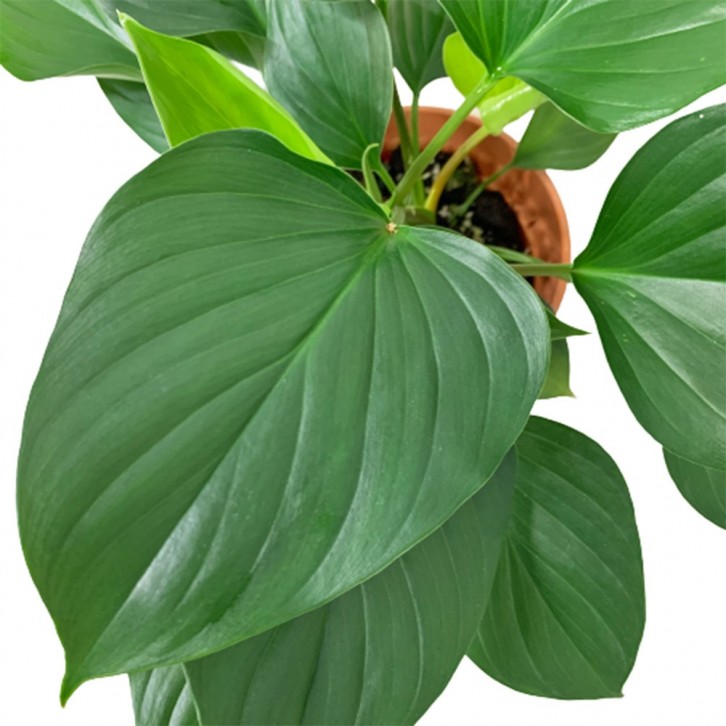 Homalomena Green Gem