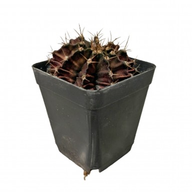 Gymnocalycium Mihanovichii