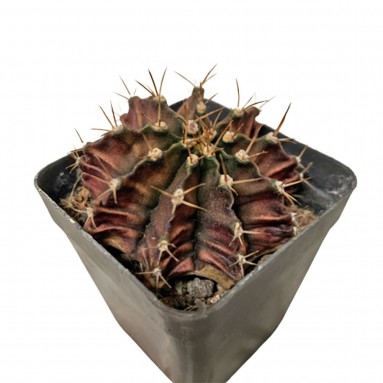 Gymnocalycium Mihanovichii