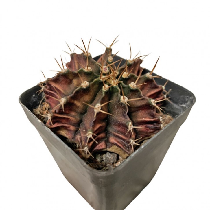 Gymnocalycium Mihanovichii