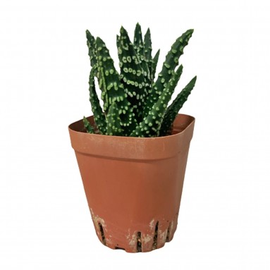 Haworthia Attenuata