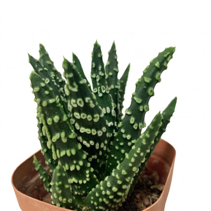 Haworthia Attenuata
