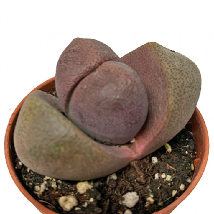 Lithops (Living Stone)
