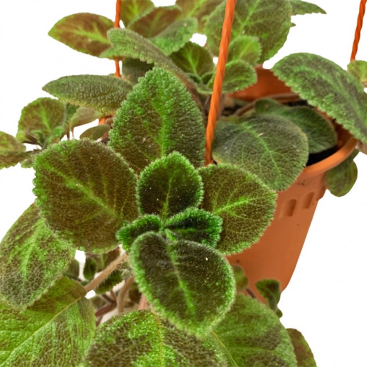 Episcia Cupreta 'Xantha' (Flame Violet)