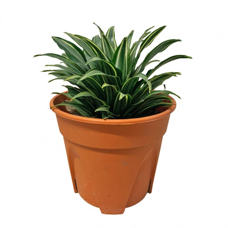 Dracaena Fragrance 'Compacta' Variegated