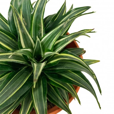 Dracaena Fragrance 'Compacta' Variegated