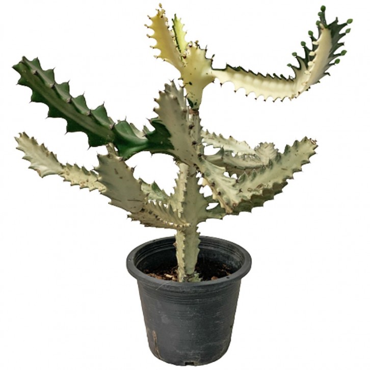 Euphorbia Lactea 'White Ghost'